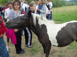 T�bor Szandav�ron