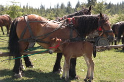 Cs�ksomly�